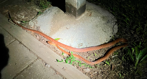 Brown Tree Snake sighting