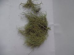 Usnea mutabilis