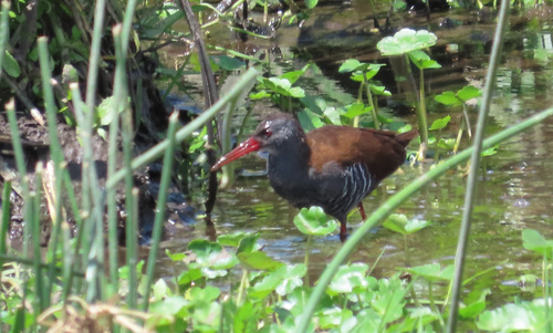 iNaturalist: (c) kcarrol2, some rights reserved (CC BY-NC), uploaded by kcarrol2 iNaturalist image