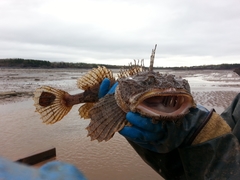 Hemitripterus americanus