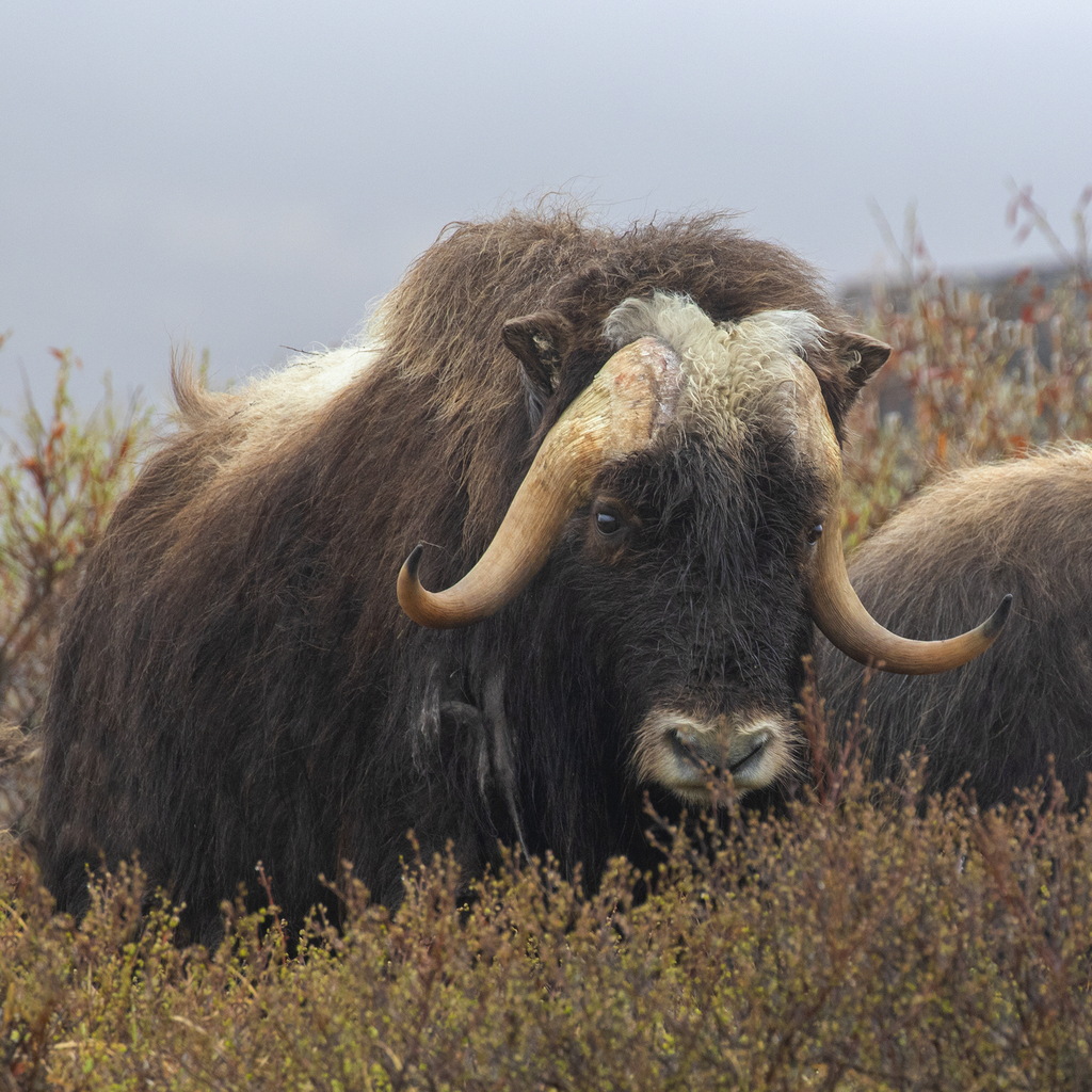 Ovibos moschatus, Nome, AK, USA, by kodiakgarden