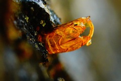 Synanthedon