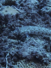 Parapercis clathrata