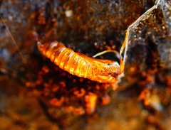 Synanthedon