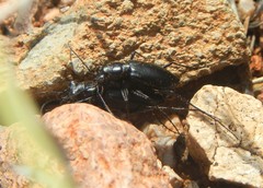 Cicindela hornii