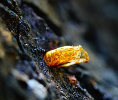 Synanthedon