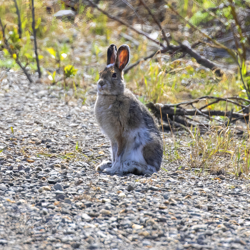 Alaskan Hare photographed in Alaska
