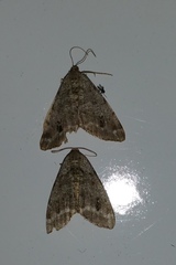 Macaria pinistrobata