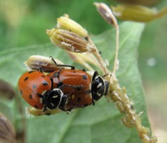 Hippodamia convergens