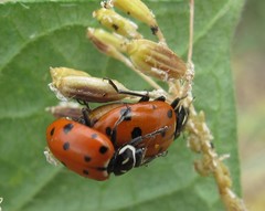 Hippodamia convergens