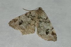 Macaria pinistrobata