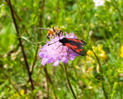 Zygaena purpuralis