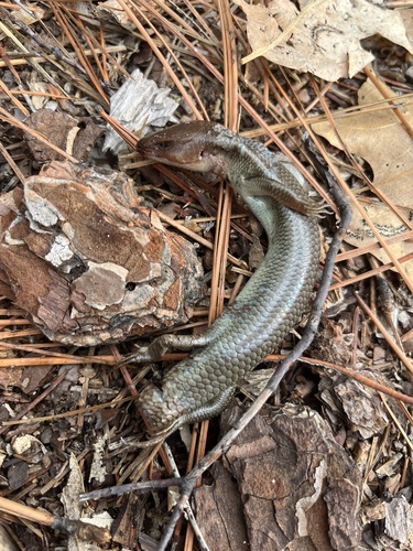 iNaturalist observation photo of Gilbert's Skink