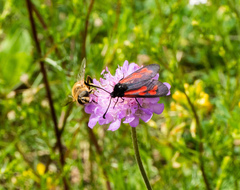 Zygaena purpuralis