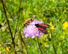 Zygaena purpuralis