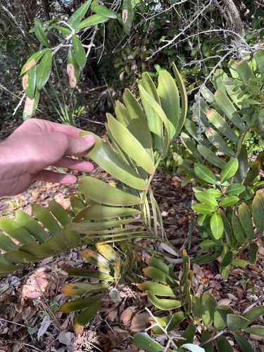Zamia furfuracea