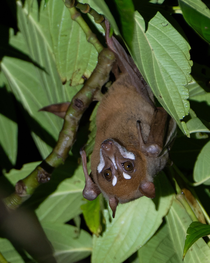 Stripe-Faced Fruit Bat