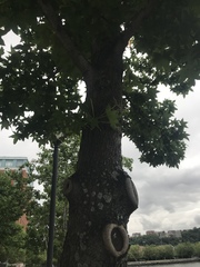 Liquidambar styraciflua