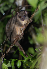 Sulawesi Dwarf Cuscus photo 2