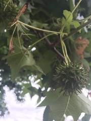 Liquidambar styraciflua