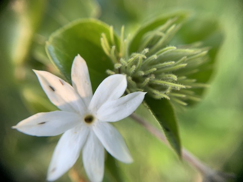 Jasminum multiflorum