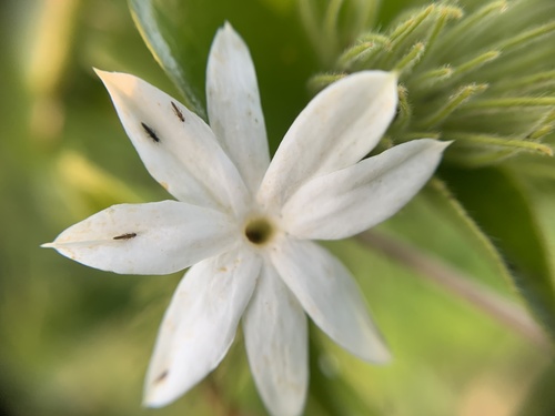 Jasminum multiflorum