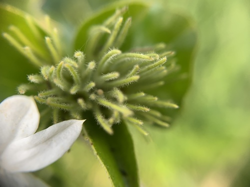 Jasminum multiflorum