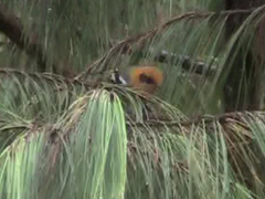 Peucedramus taeniatus