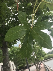 Liquidambar styraciflua