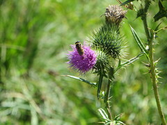 Cheilosia canicularis