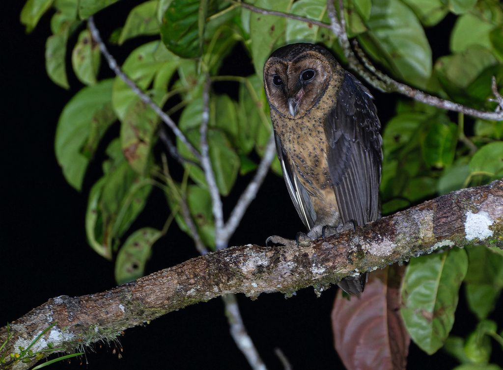 Taliabu Masked-Owl photo