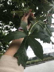 Liquidambar styraciflua