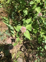 Agastache urticifolia