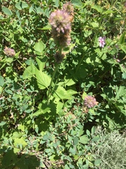Agastache urticifolia
