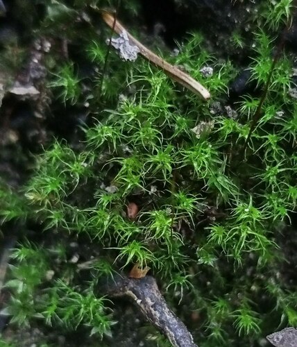 Dicranella schreberiana, 2024-09-22