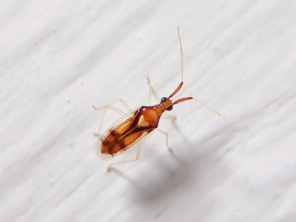 Perissobasis aurora