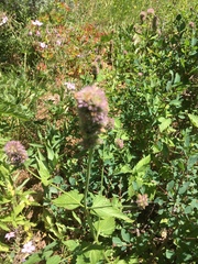 Agastache urticifolia