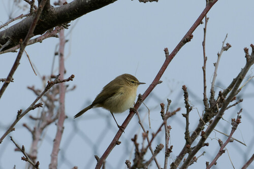 Canary Islands Chiffchaff (Phylloscopus canariensis), photo 8