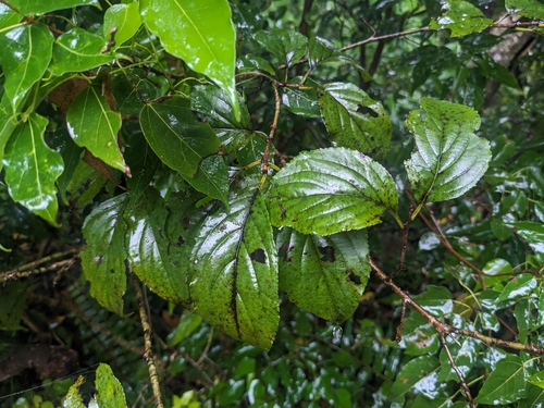 Rhamnus liukiuensis iNat (2)