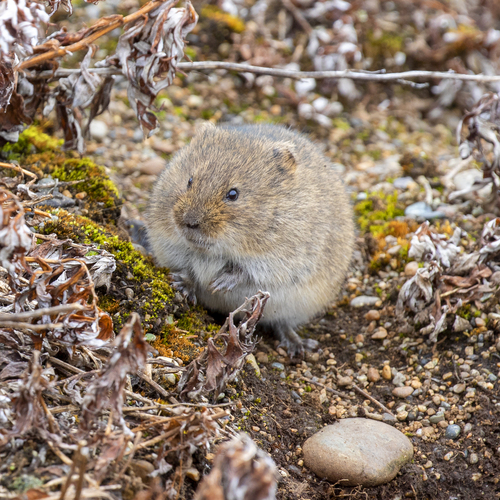 Root Vole