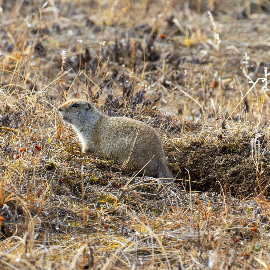 St. Lawrence Island Ground Squirrel