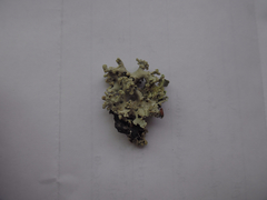 Parmotrema gardneri