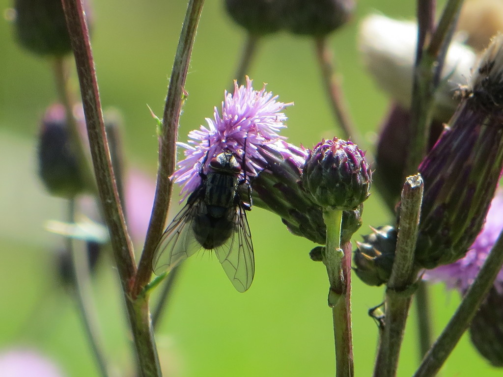 Billaea triangulifera from 6391 Fieberbrunn, Österreich on August 15 ...
