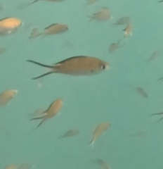 Chromis
