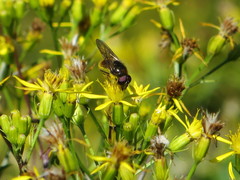 Cheilosia canicularis
