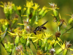 Cheilosia canicularis