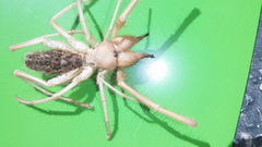 Eremobatidae