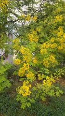 Erythrostemon mexicanus