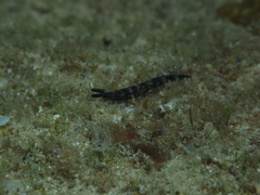 Thuridilla gracilis