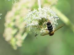 Leucozona glaucia